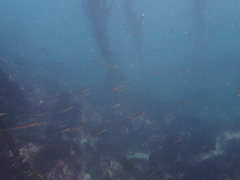 Aulorhynchus flavidus