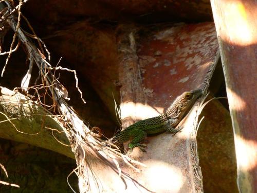 Antigua Bank Tree Anole, Anolis leachii