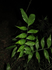 Chamaedorea pinnatifrons
