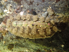 Acanthochitona zelandica