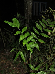 Chamaedorea pinnatifrons