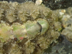 Acanthochitona zelandica