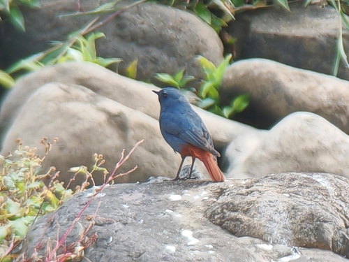 Plumbeous Water Redstart (Phoenicurus fuliginosus)