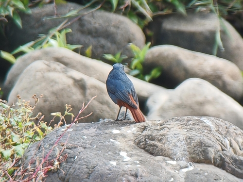 Plumbeous Water Redstart (Phoenicurus fuliginosus), photo 2