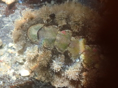 Acanthochitona zelandica
