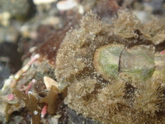 Acanthochitona zelandica