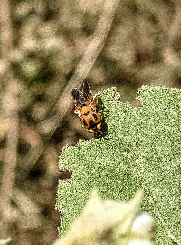 Philomides paphius