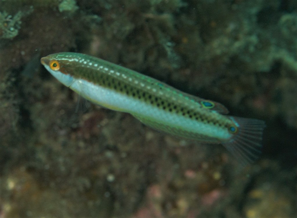 Brownfields Wrasse