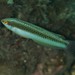 Brownfield's Wrasse - Photo (c) John Sear, some rights reserved (CC BY-NC), uploaded by John Sear