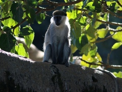 Chlorocebus aethiops