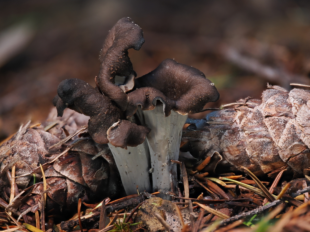 Craterellus calicornucopioides · January 2026 · photo: © alan_rockefeller (iNaturalist, cc-by-sa)