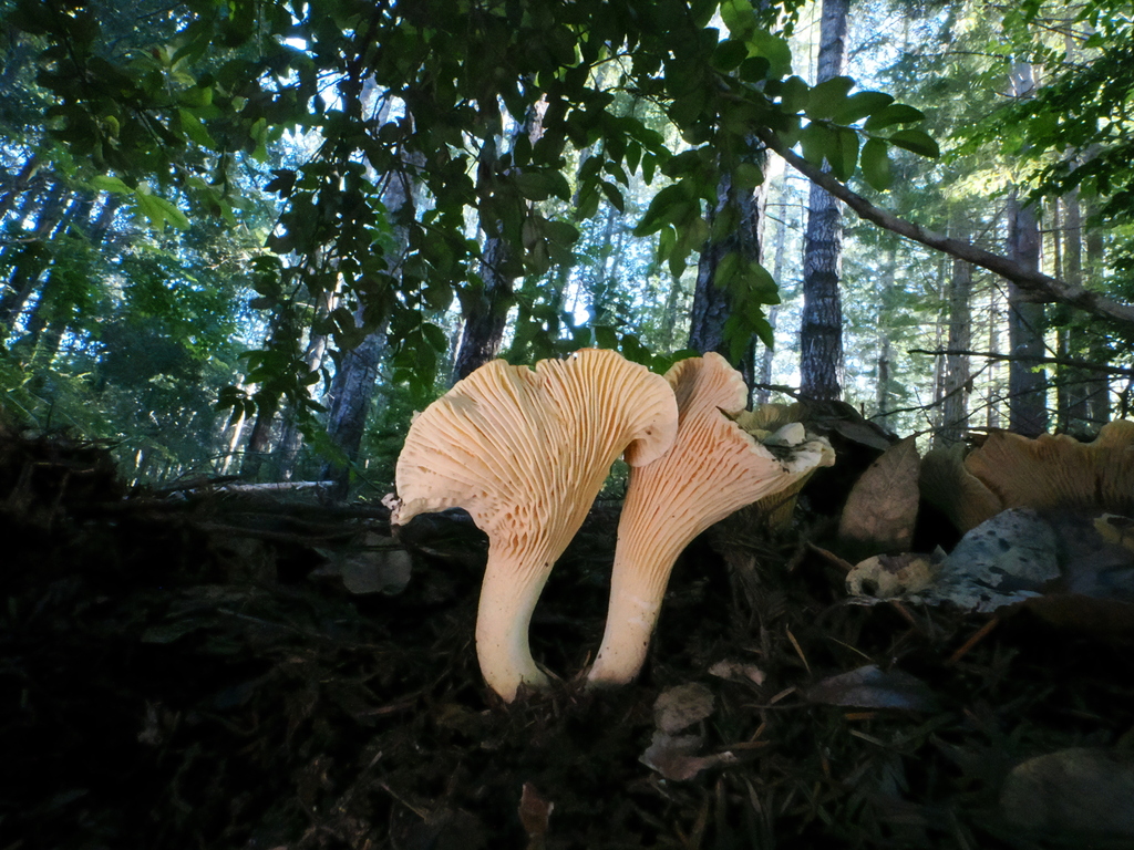 Cantharellus subalbidus · January 2026 · photo: © alan_rockefeller (iNaturalist, cc-by-sa)