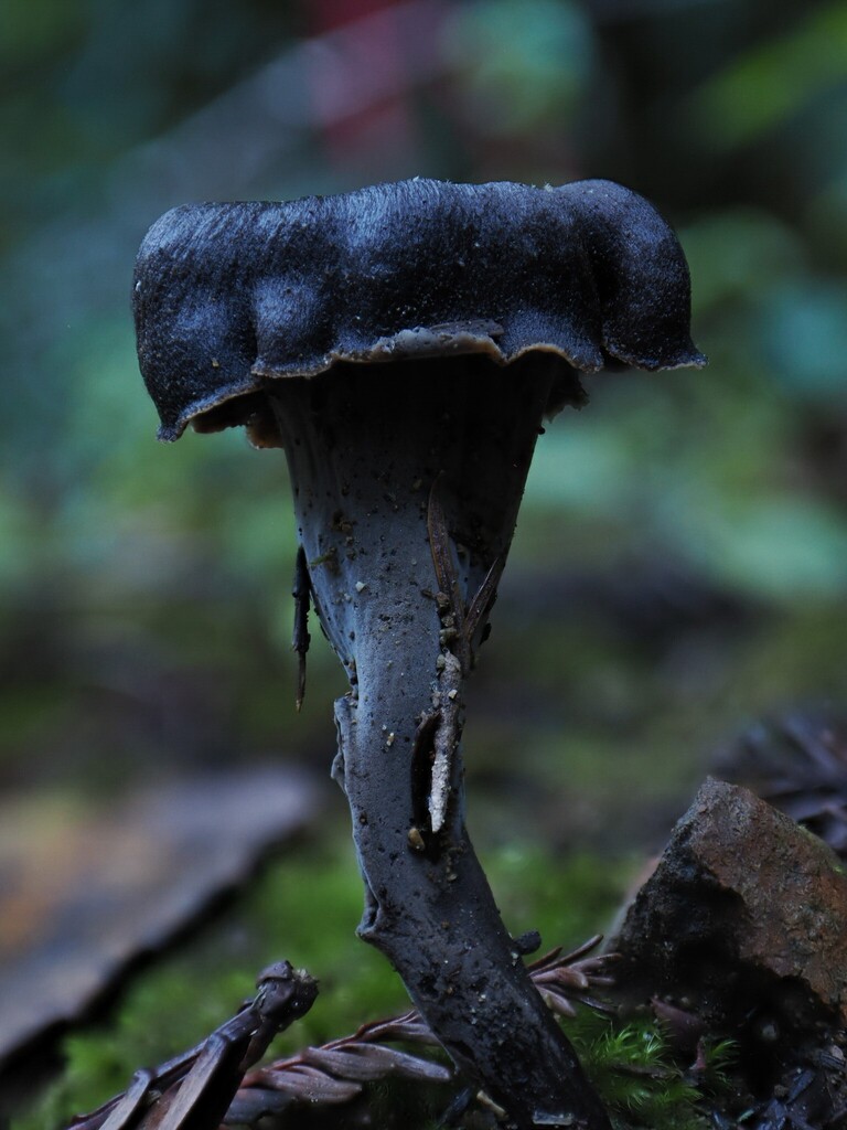Craterellus calicornucopioides · January 2026 · photo: © alan_rockefeller (iNaturalist, cc-by-sa)