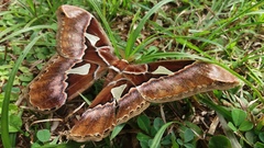 Rothschildia speculifer
