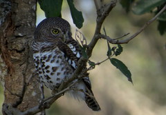 Glaucidium capense