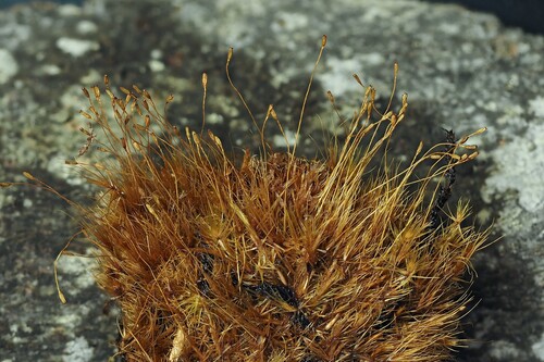 Atractylocarpus