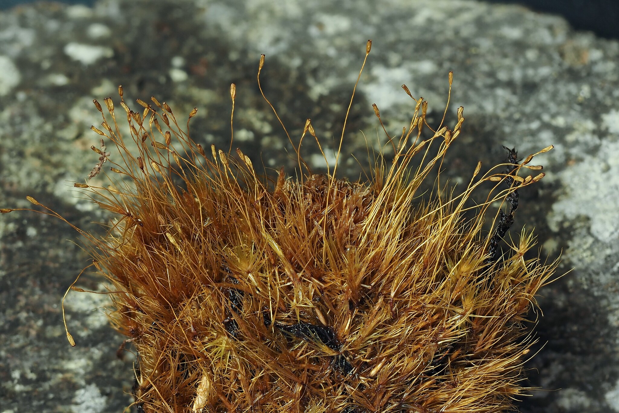 Atractylocarpus