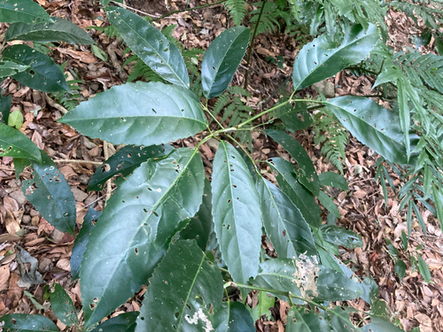 Turpinia ternata iNat (3)