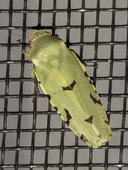 Angucephala freytagi