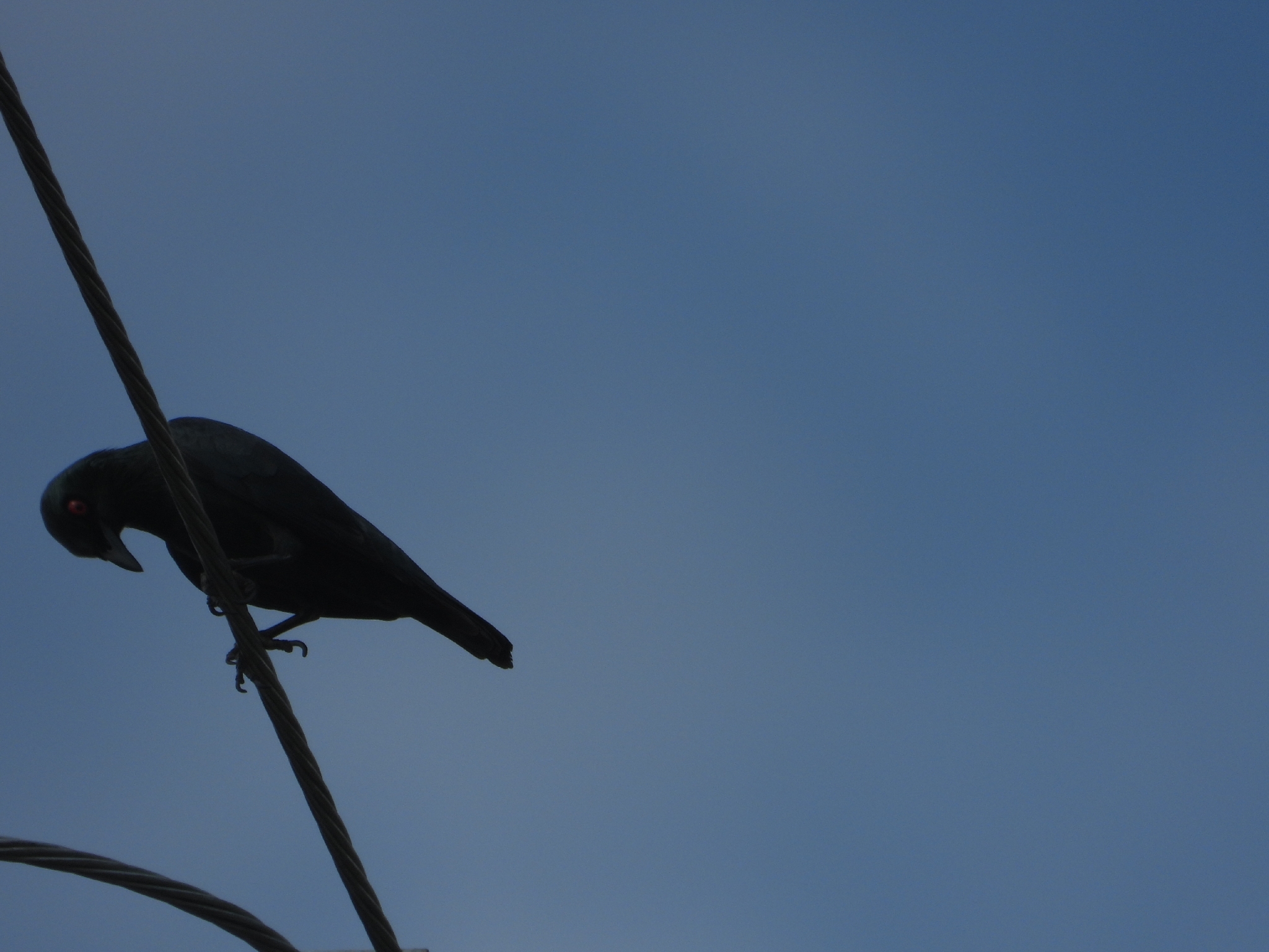Asian Glossy Starling (Aplonis panayensis), photo 6