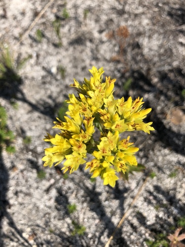 Crassula flava