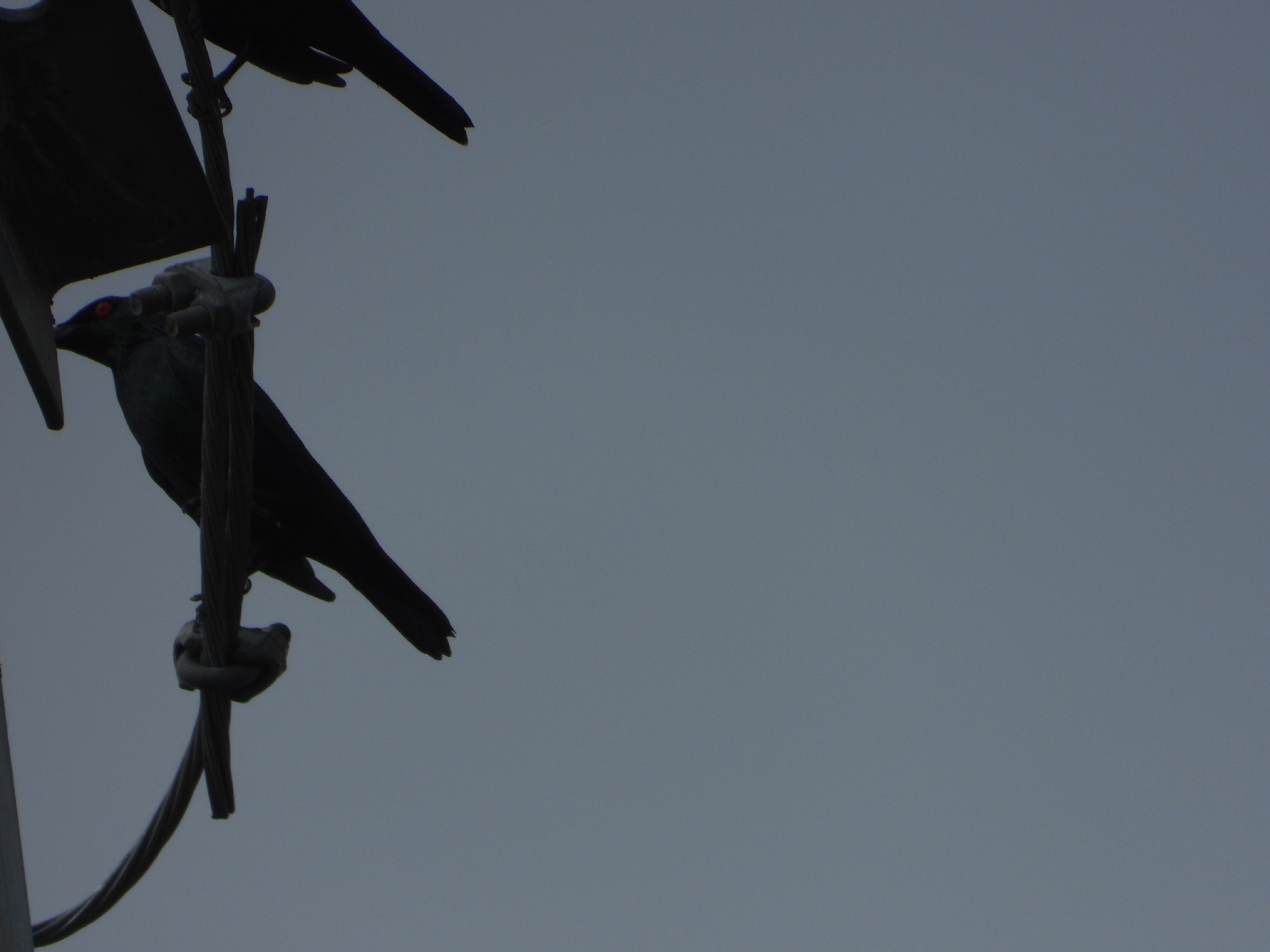 Asian Glossy Starling (Aplonis panayensis), photo 7