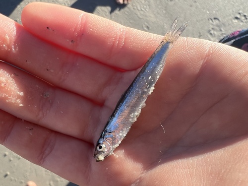 Walvis pearlside (Maurolicus walvisensis) — Sternoptychidae — 3