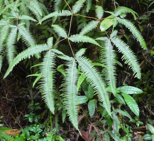 false staghorn fern