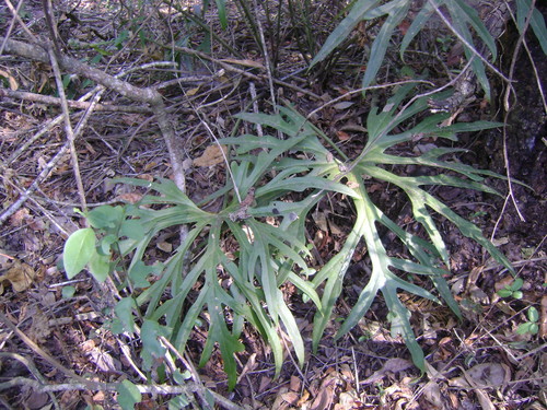 Anthurium podophyllum, photograph 6