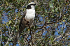 Eurocephalus anguitimens