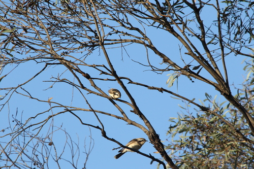 Black-eared Cuckoo (Chalcites osculans), photo 6
