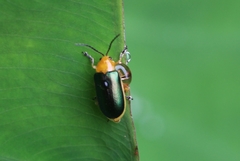 Cacoscelis marginata