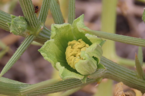!Nara Melon (Acanthosicyos horridus)