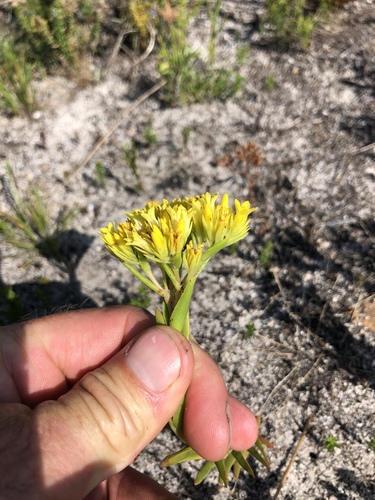 Crassula flava