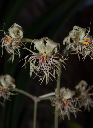 Pelargonium bowkeri