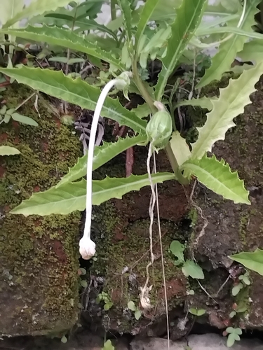 Hippobroma longiflora