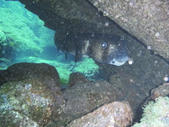 Chilomycterus reticulatus