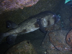 Chilomycterus reticulatus