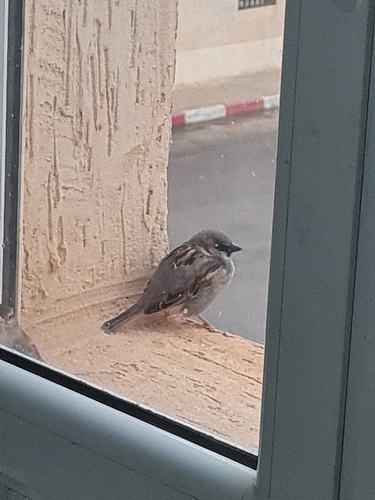 House Sparrow