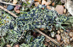 Bacidia bagliettoana