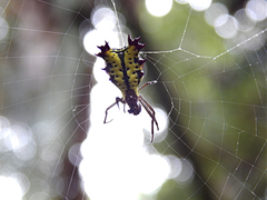 Micrathena decorata