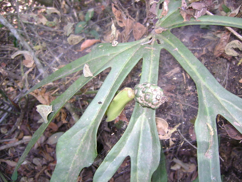 Anthurium podophyllum, photograph 2