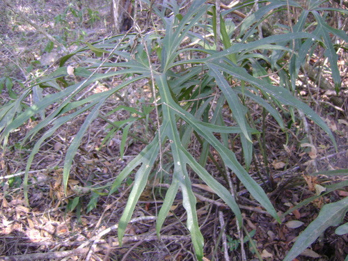 Anthurium podophyllum, photograph 1