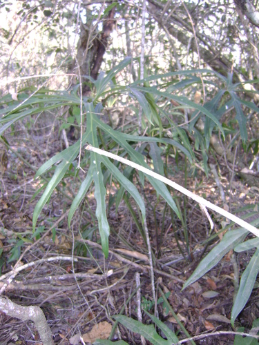 Anthurium podophyllum, photograph 3