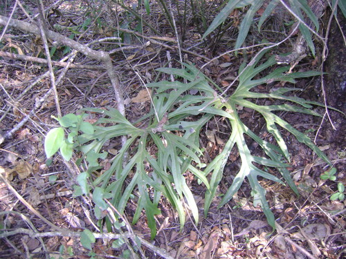 Anthurium podophyllum, photograph 4