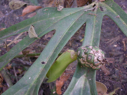 Anthurium podophyllum, photograph 5