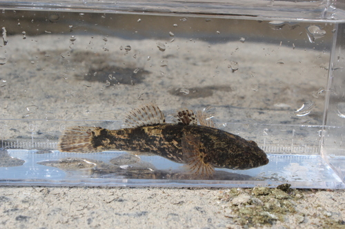 Dark sleeper (Odontobutis obscura) — Odontobutidae