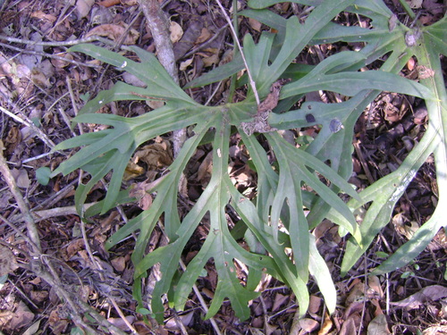 Anthurium podophyllum