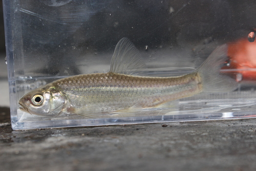 Tamoroko (Gnathopogon elongatus) — Cyprinidae — 5