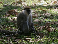 Chlorocebus aethiops